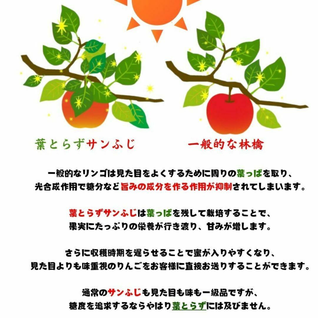 葉取らず林檎 リンゴ 青森県産 サンふじ 大玉 数量限定 甘い 葉取らず林檎 リンゴ 青森県産 サンふじ 大玉 数量限定 甘い