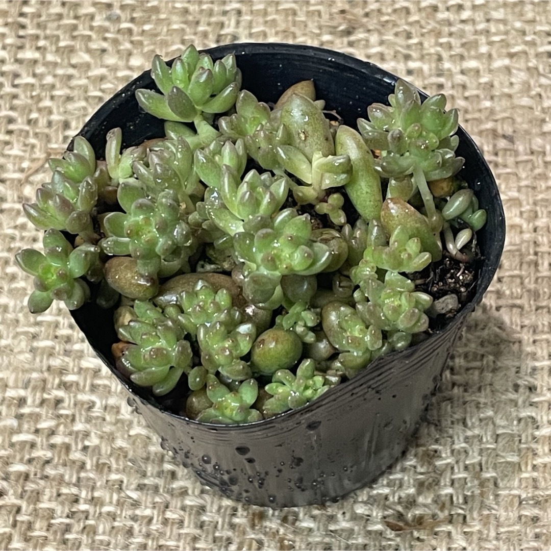 抜き苗】多肉植物 セダム ホワイトストーンクロプの通販 by KIJI 抜き苗】多肉植物 セダム ホワイトストーンクロプの通販 by KIJI
