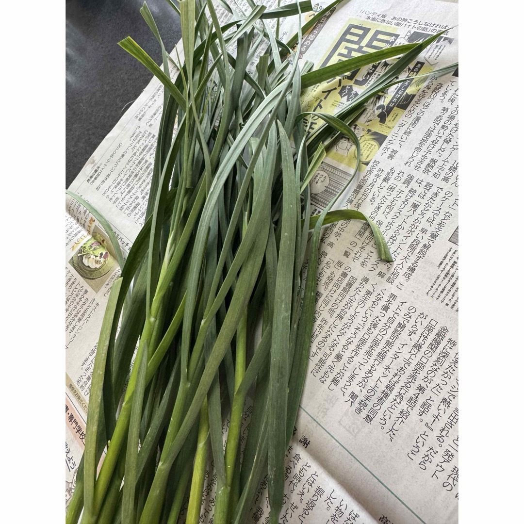 高知県産葉にんにく 葉ニンニク 野菜 産地直送mdajgの通販 by 高知県産葉にんにく 葉ニンニク 野菜 産地直送mdajgの通販 by