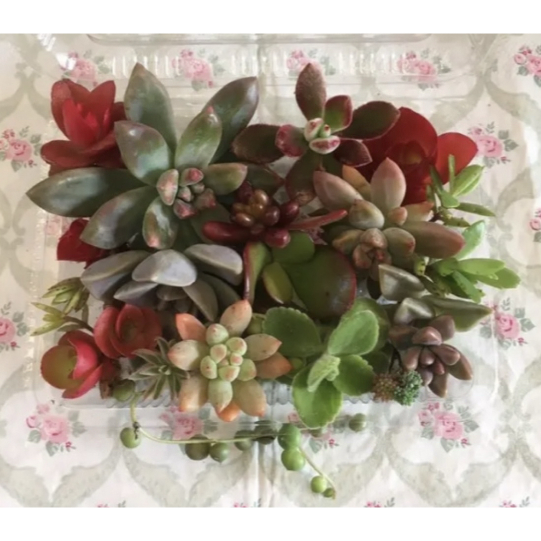 多肉植物 カット苗 10種類 寄せ植えなどに ハンドメイドのフラワー/ガーデン(その他)の商品写真