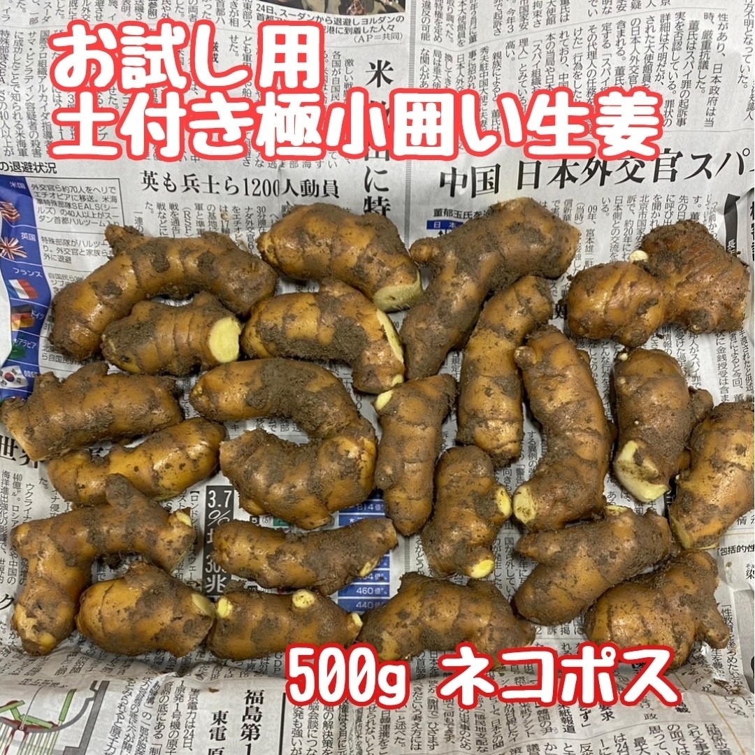 お試し用極小サイズ土付き囲い生姜500g 食品/飲料/酒の食品(野菜)の商品写真