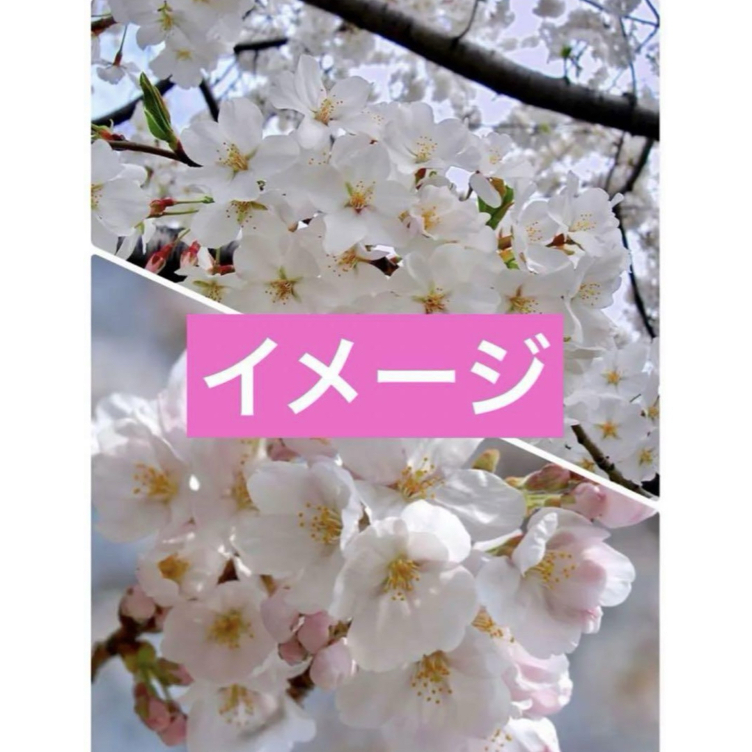 ソメイヨシノ桜4cm入り1株 ハンドメイドのフラワー/ガーデン(プランター)の商品写真