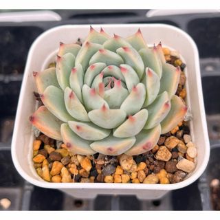 多肉植物　チワワエンシス(その他)