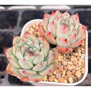 多肉植物　チワワエンシス(その他)