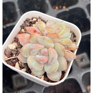 多肉植物　いちご大福(その他)