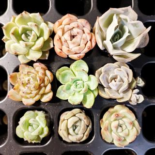 多肉植物 *ネックレス系5種類セット* カット苗の通販 by 多肉植物 *ネックレス系5種類セット* カット苗の通販 by