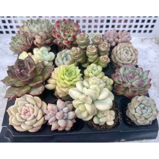 多肉植物 カリビアンブルーの通販 by しずくのお店|ラクマ 多肉植物 カリビアンブルーの通販 by しずくのお店|ラクマ
