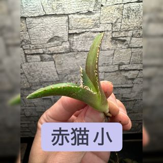 【アガベ】赤猫　レッドキャット　小　※同等品送付(その他)