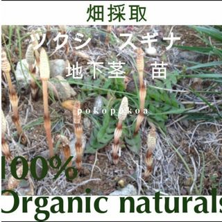 天然　スギナ　つくし　苗　地下茎　自然栽培　 天然 自然農法畑採取　匿名(その他)