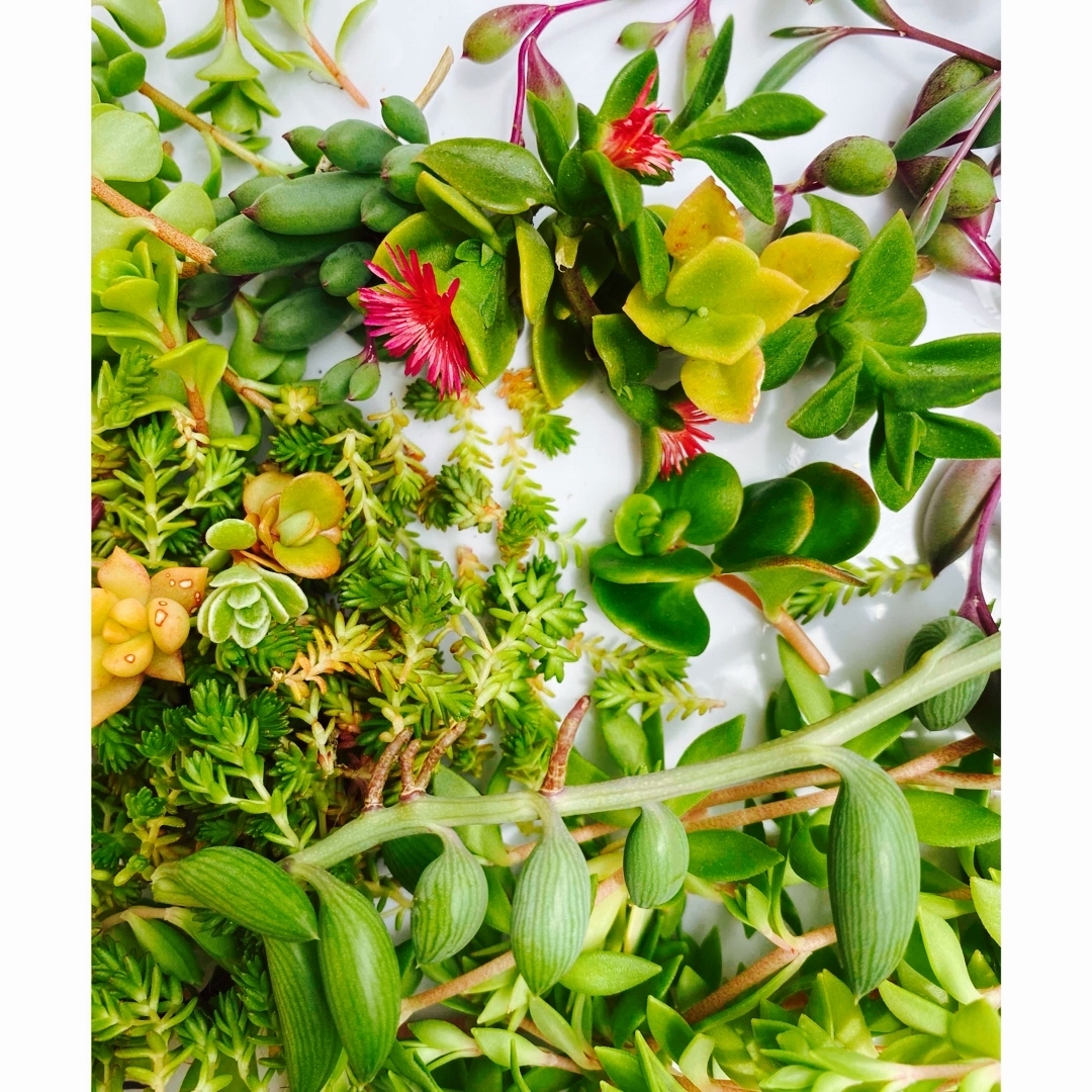 多肉植物  18種類 ネコポス匿名配送 ハンドメイドのフラワー/ガーデン(その他)の商品写真