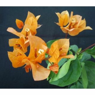 ブーゲンビレア　ブーゲンビリア　苗　花木　観葉植物　⑤(その他)