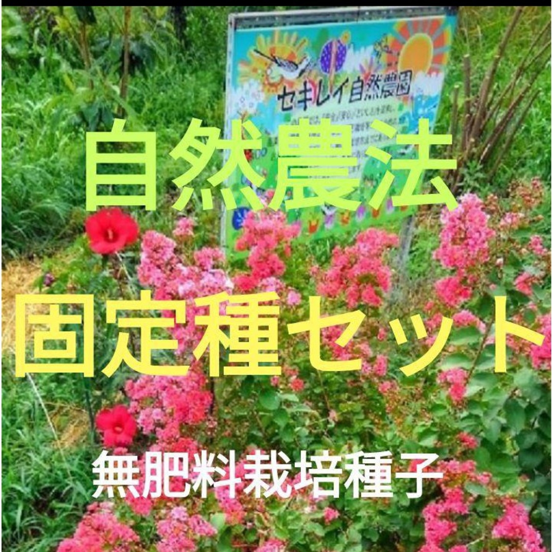 サンポコ様専用です。 食品/飲料/酒の食品(野菜)の商品写真