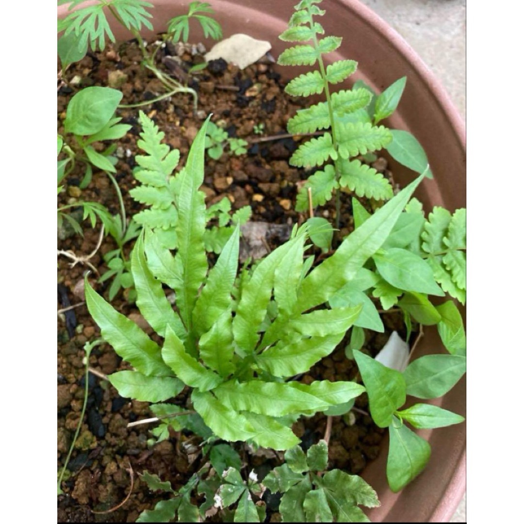 シダ植物一株 ハンドメイドのフラワー/ガーデン(その他)の商品写真