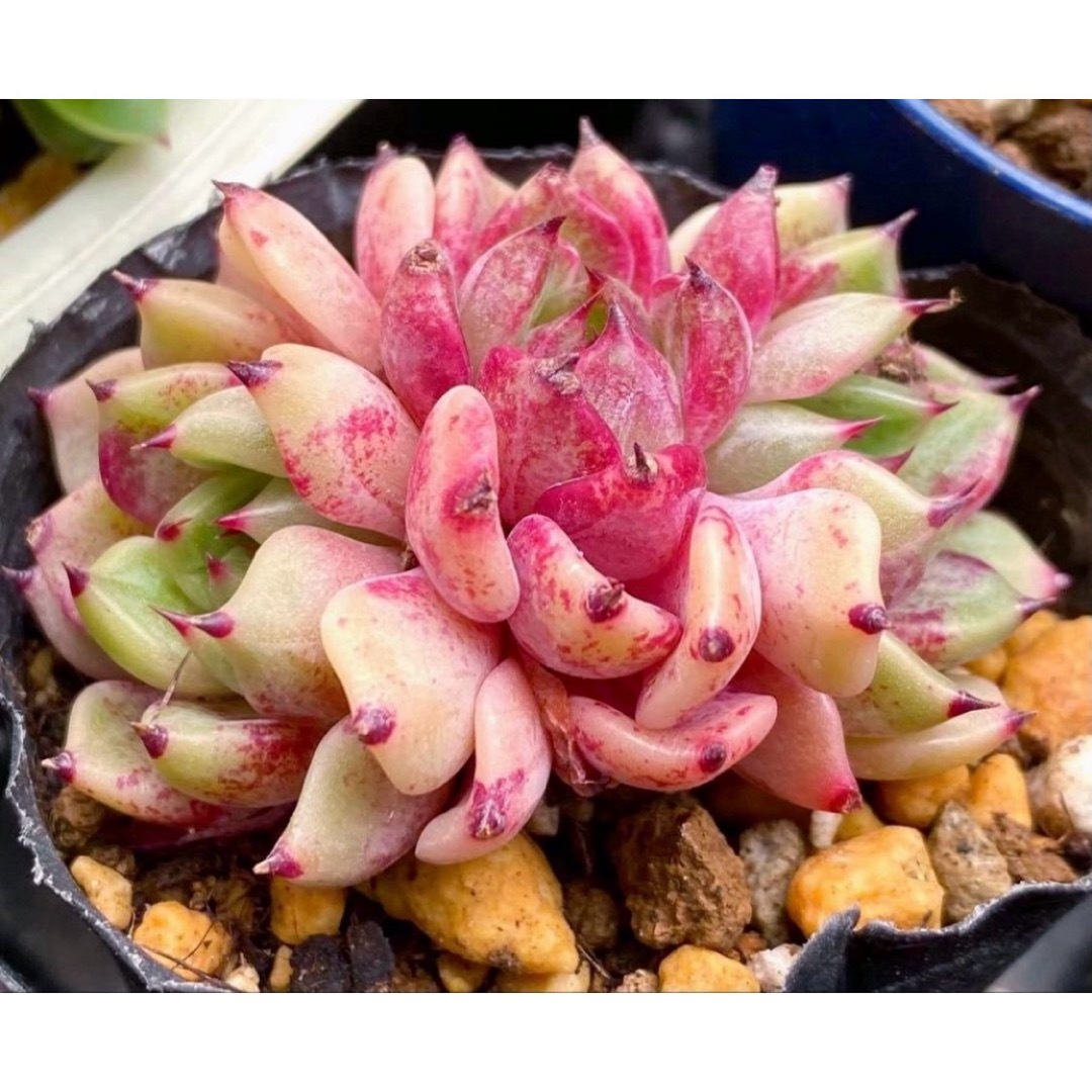 沙羅姫牡丹hyb♡抜き苗 多肉植物 ハンドメイドのフラワー/ガーデン(その他)の商品写真