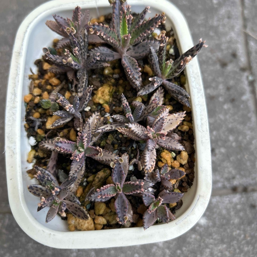 多肉植物 錦蝶 不死鳥 抜き苗 ハンドメイドのフラワー/ガーデン(その他)の商品写真