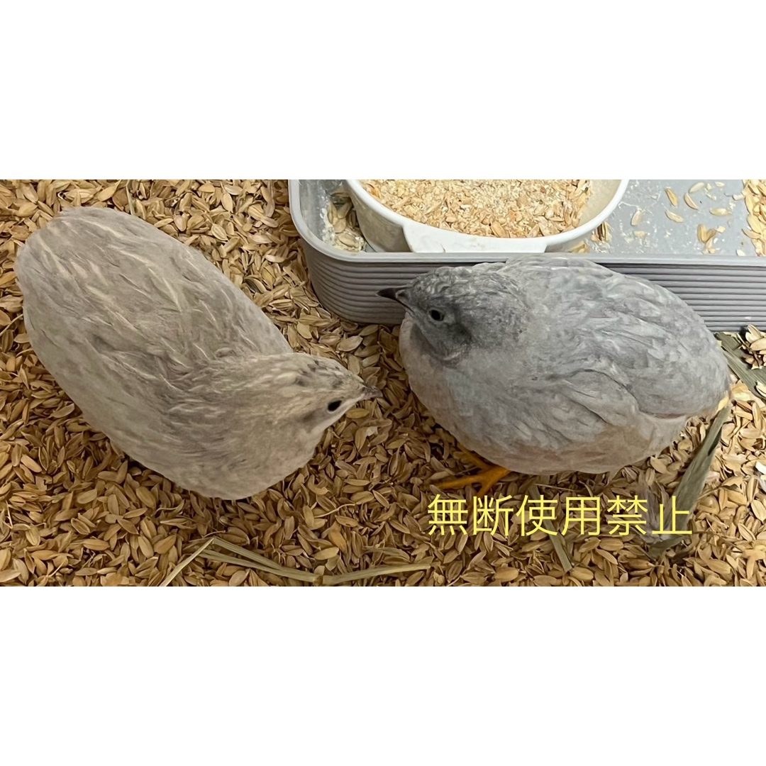 ヒメウズラ卵【20個】ハンドメイド素材 ハンドメイドの素材/材料(その他)の商品写真