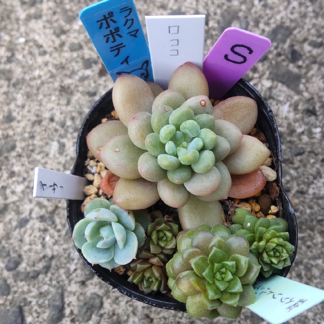 S 多肉植物 3種セット ハンドメイドのフラワー/ガーデン(その他)の商品写真