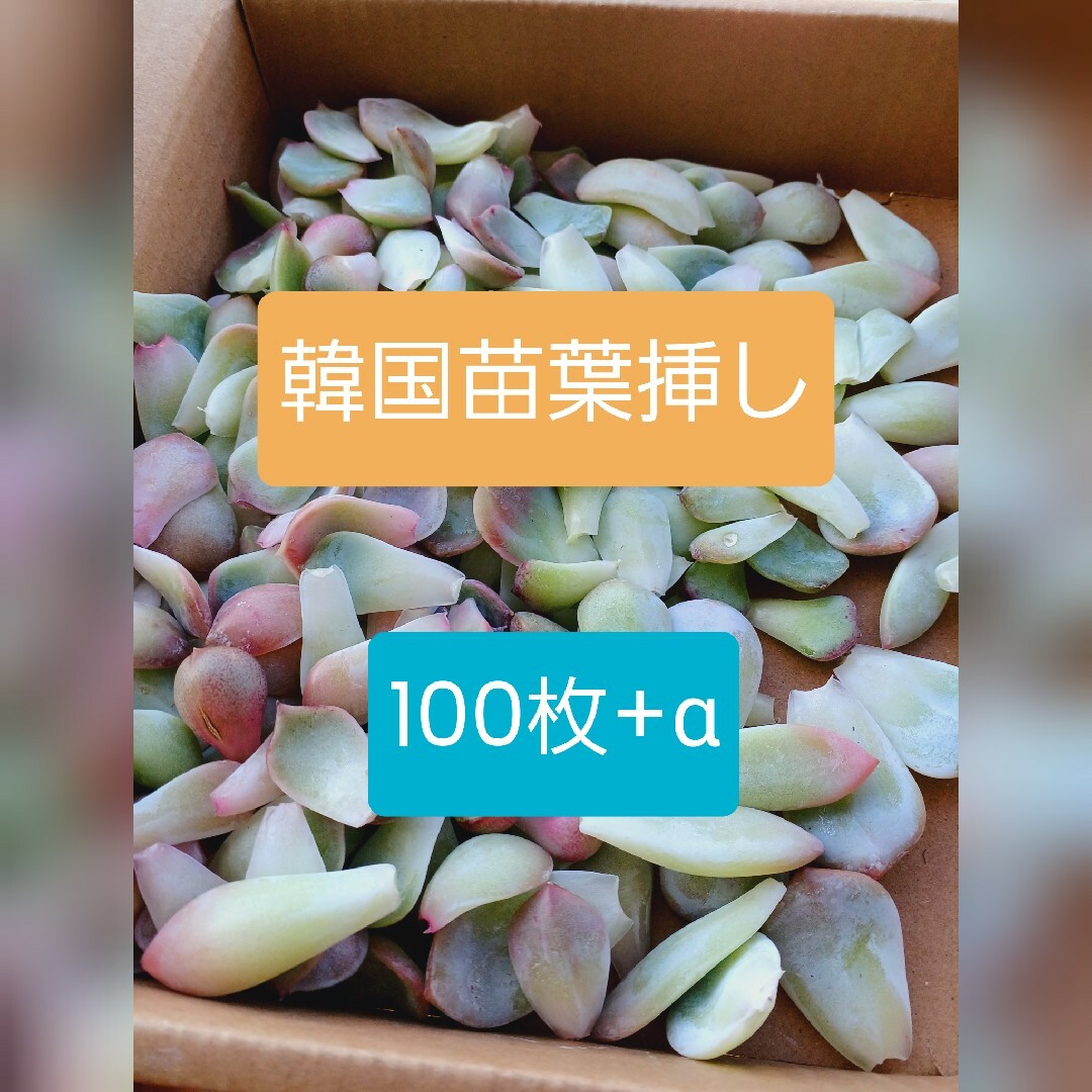 5/4☆sale!匿名配送☆韓国苗葉挿し100枚 多肉植物 ハンドメイドのフラワー/ガーデン(その他)の商品写真