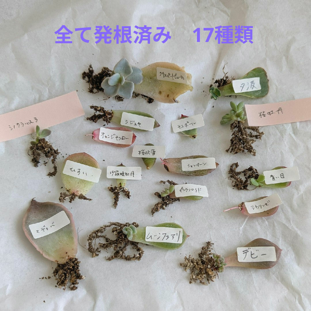 多肉植物 葉挿し 発根 苗17種類 エケベリア おらいさん ハンドメイドのフラワー/ガーデン(その他)の商品写真