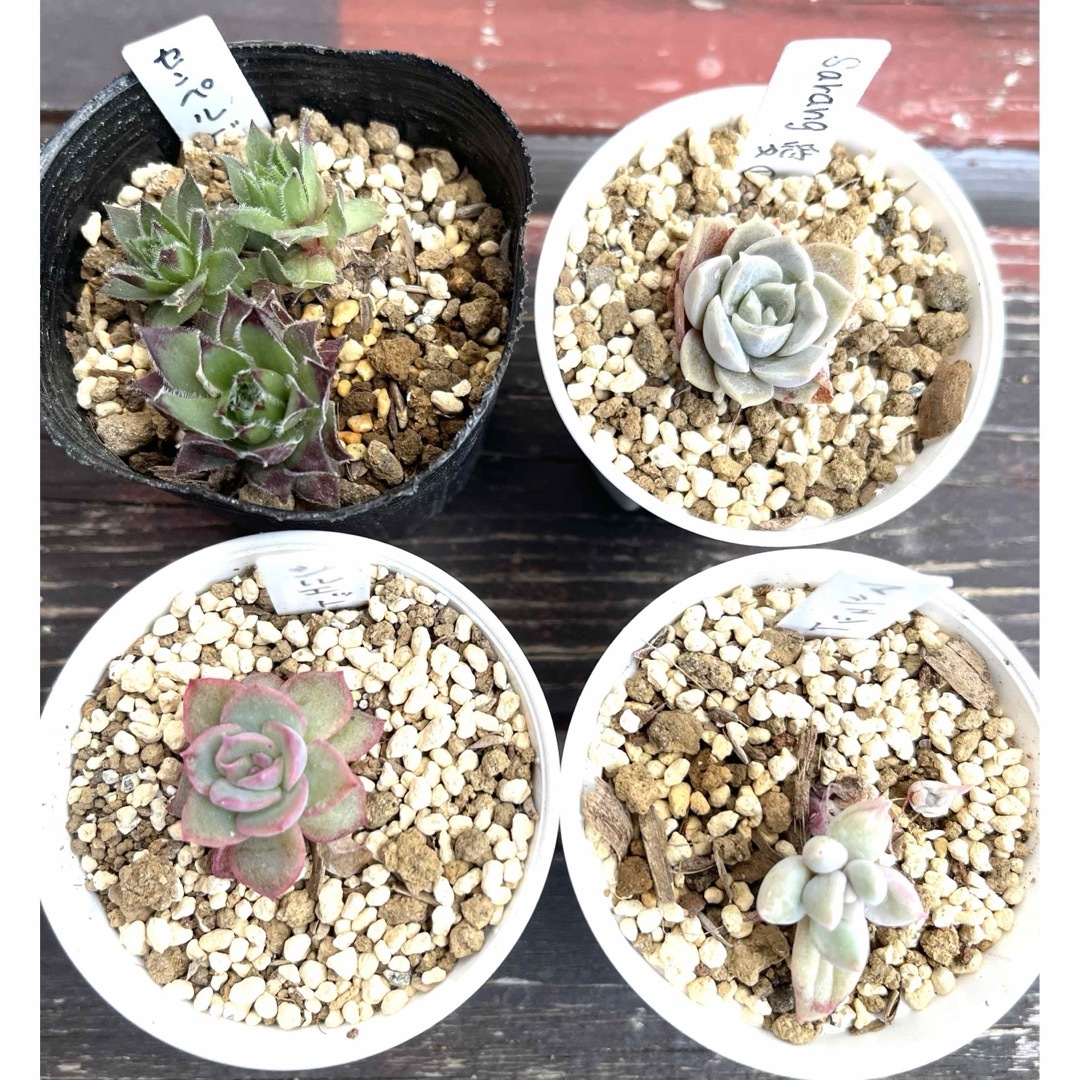 多肉植物 韓国苗 ハンドメイドのフラワー/ガーデン(その他)の商品写真