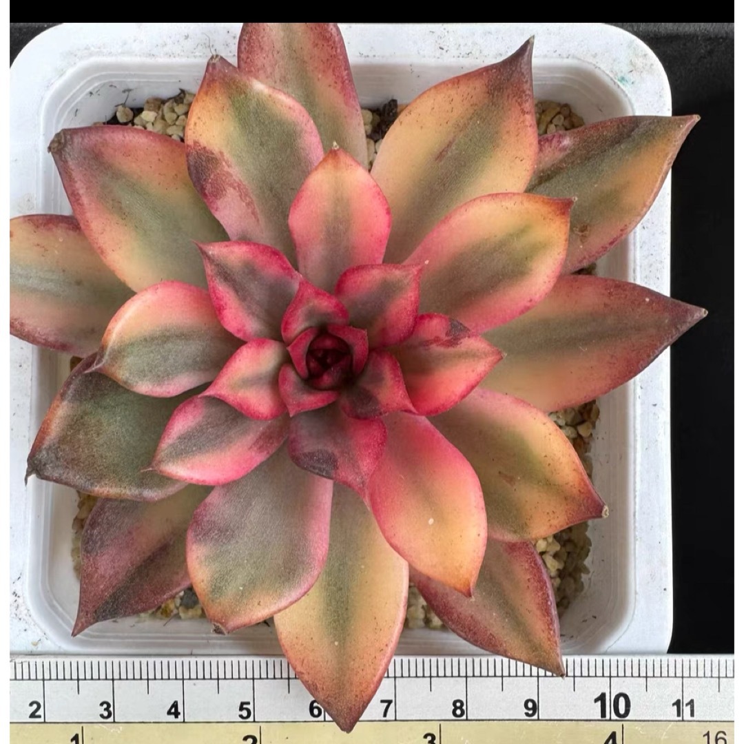 紅花ビット錦 多肉植物 エケベリア 抜き ハンドメイドのフラワー/ガーデン(その他)の商品写真