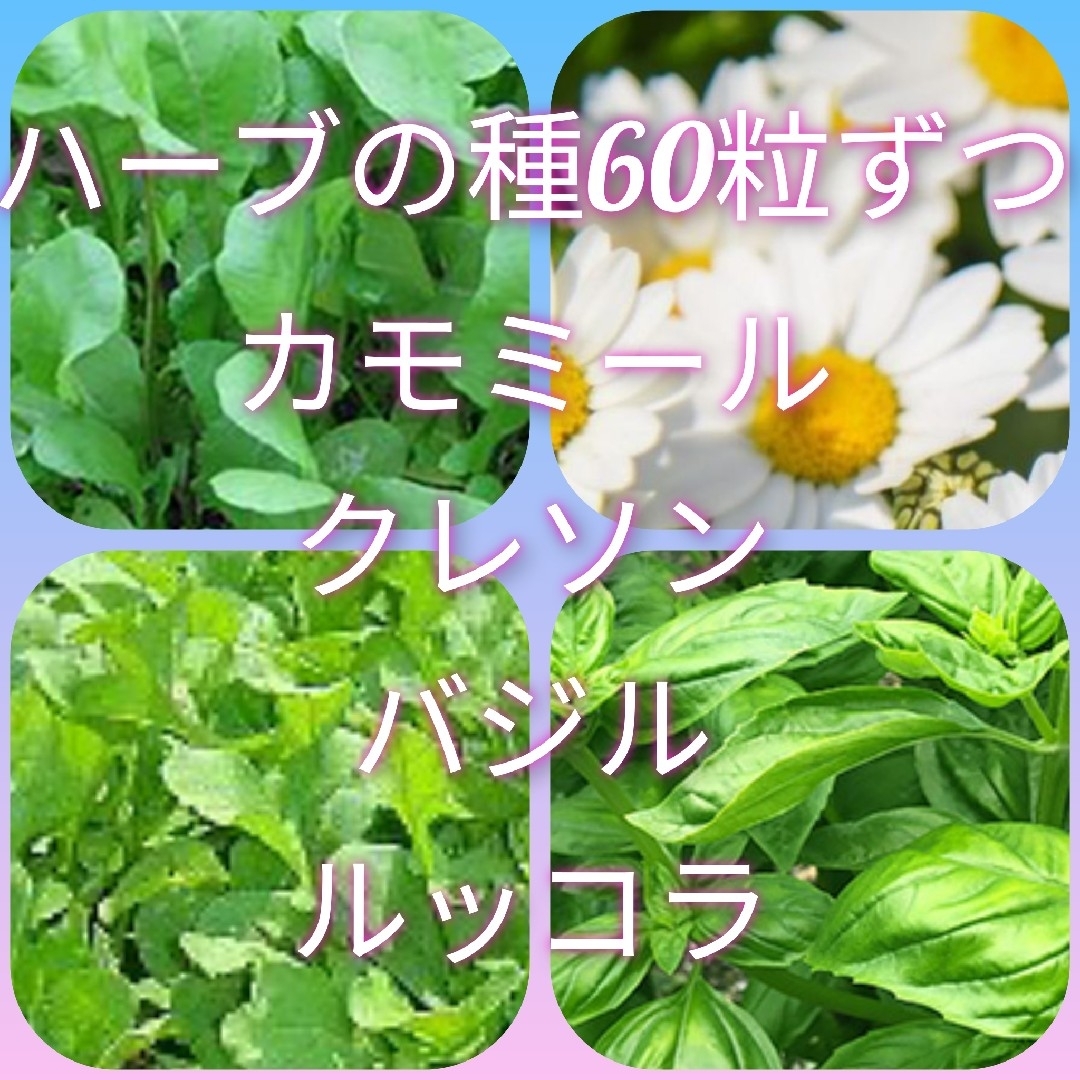 ハーブの種 ハンドメイドのフラワー/ガーデン(プランター)の商品写真
