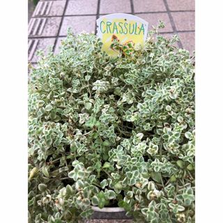 クラッスラ 、リトルミッシー苗(プランター)