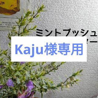 【第四種無料】ミントブッシュ ミラクルスター 苗木 A ガーデニング(その他)