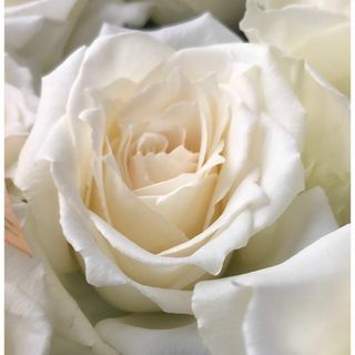 切り花　S3P4NND5A1　R1A2H3T1A2M3★「生涯を共に歩む」という(その他)