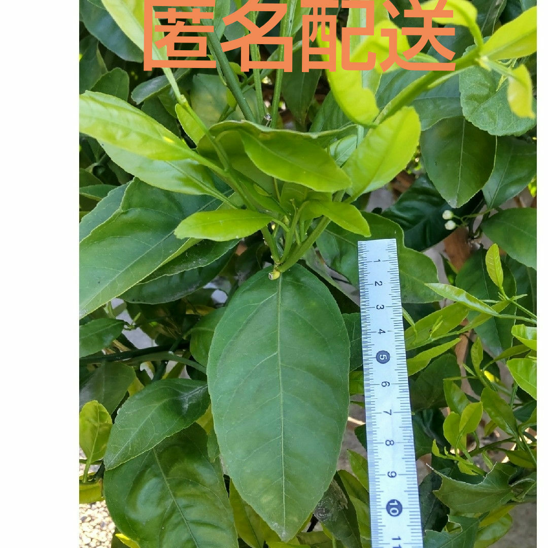 【無農薬】 みかんの葉 枝付き 15枚 +α その他のペット用品(虫類)の商品写真