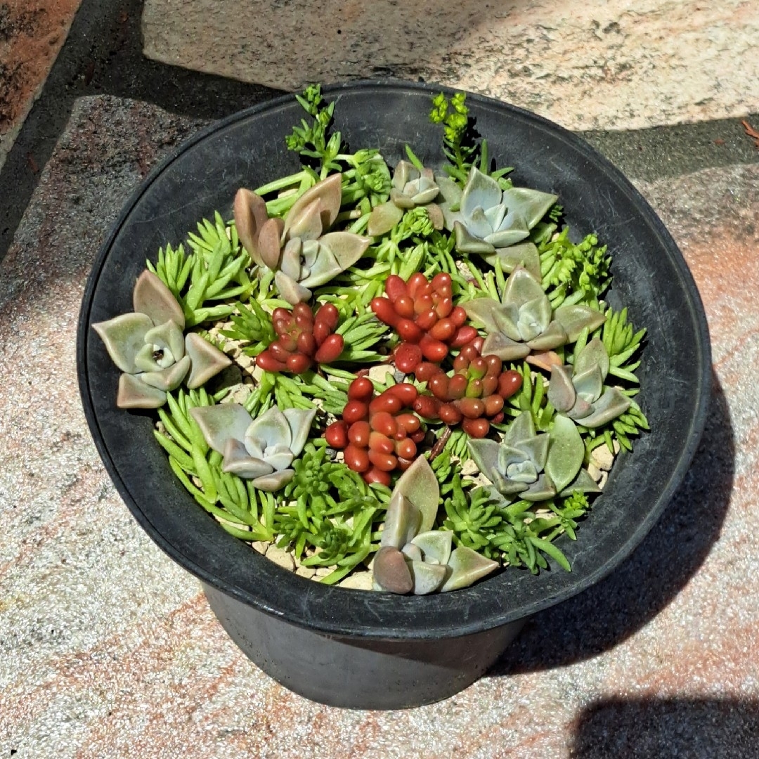 カット苗 多肉植物 ちまちま 寄せ植え 多肉 セダム 朧月 ハンドメイドのフラワー/ガーデン(その他)の商品写真