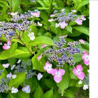 ピンクの額アジサイ　苗木　22センチ　枝分かれあり。庭の花　(その他)