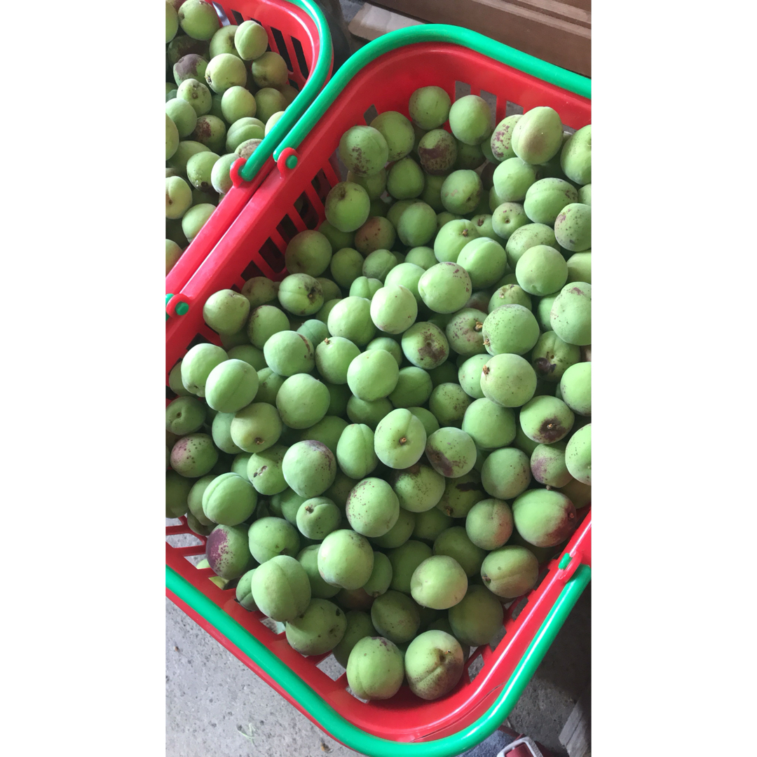 小梅 青梅 食品/飲料/酒の食品(フルーツ)の商品写真