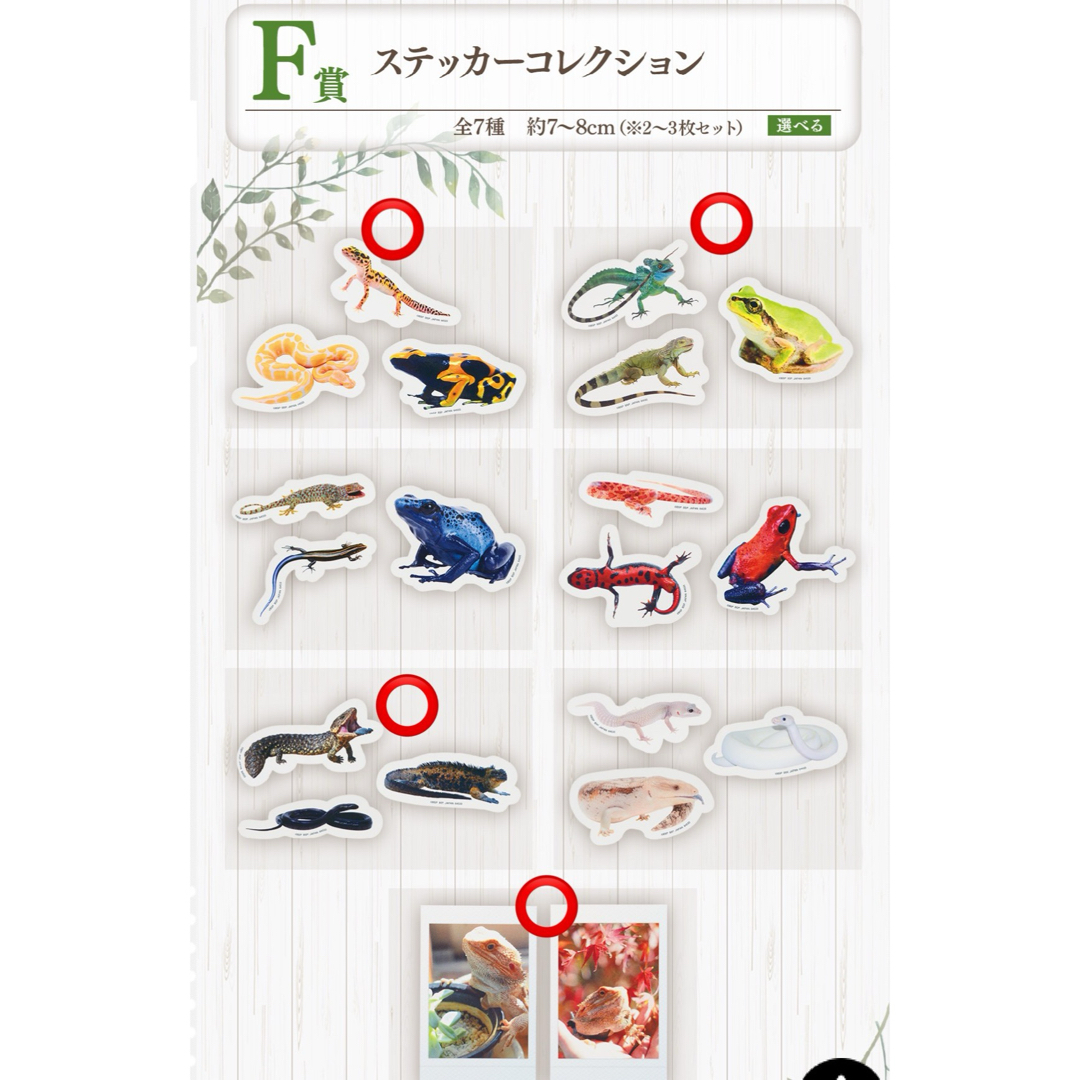 一番くじ 爬虫類&両生類~Tiny Friends~F賞 ステッカー4点セット ハンドメイドの文具/ステーショナリー(しおり/ステッカー)の商品写真