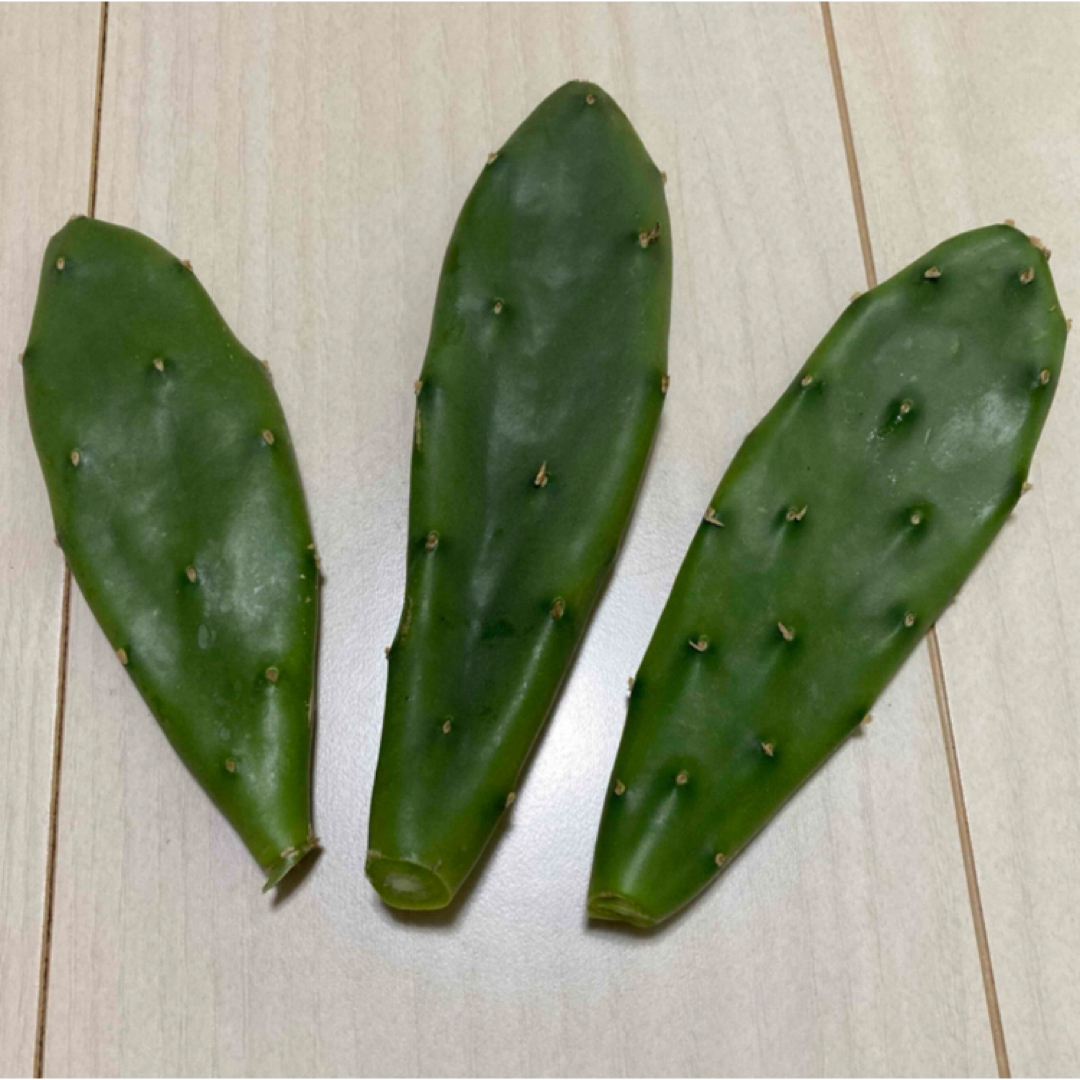 MUJI (無印良品)(ムジルシリョウヒン)のウチワサボテン 3株 多肉植物 サボテン 観葉植物 インテリア/住まい/日用品のインテリア小物(置物)の商品写真