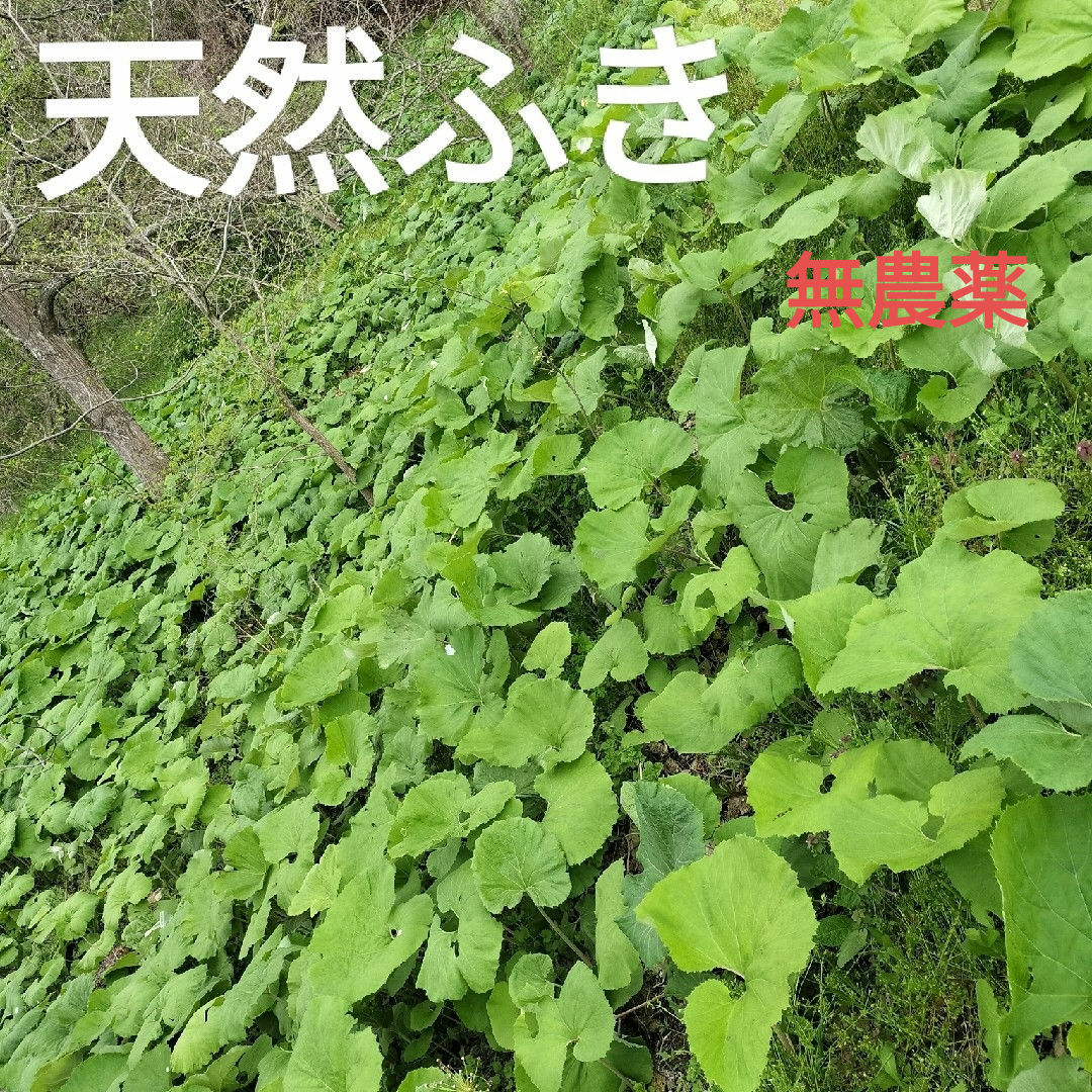 天然山ふき フキ 青森県産 無農薬 食品/飲料/酒の食品(野菜)の商品写真
