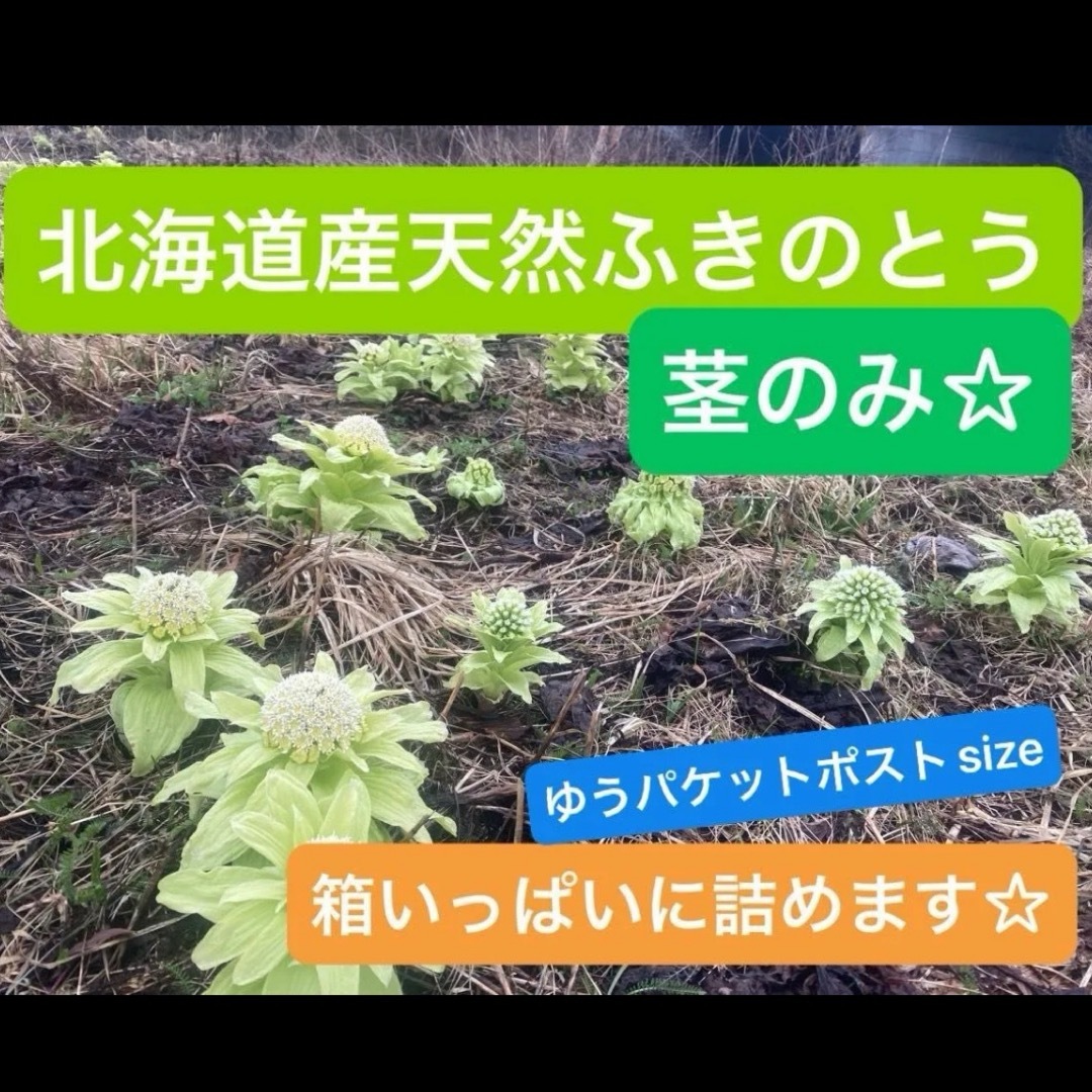 北海道産 天然 ふきのとう 茎のみ ゆうパケットポスト 箱いっぱいに詰めます 食品/飲料/酒の食品(野菜)の商品写真