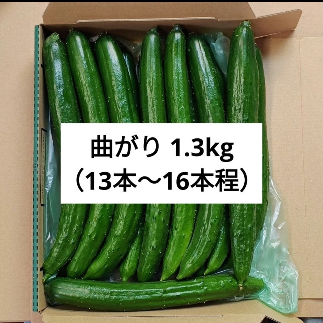 曲がりきゅうり 箱込み 1.3kg 食品/飲料/酒の食品(野菜)の商品写真