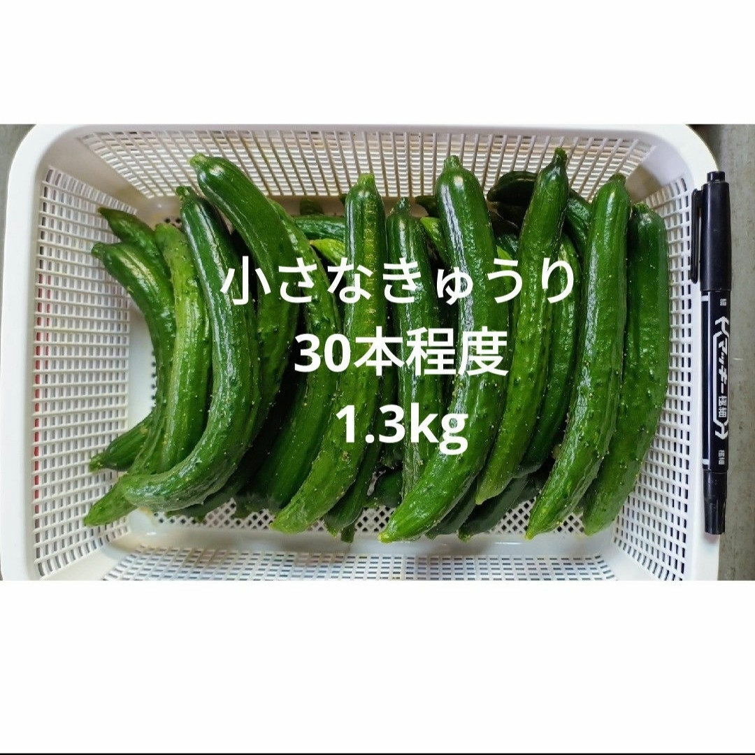 小さなきゅうり 箱込み 1.3kg 食品/飲料/酒の食品(野菜)の商品写真