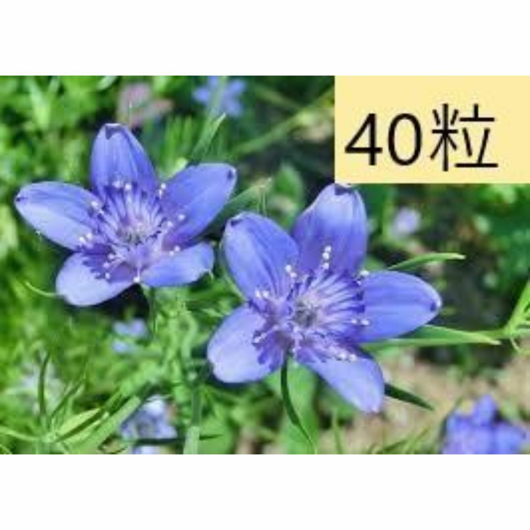 【花の種】40粒 ニゲラ ブルースター 一重星形 キキョウ咲 ハンドメイドのフラワー/ガーデン(プランター)の商品写真