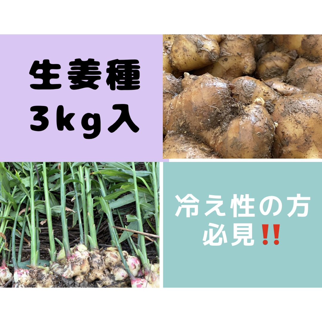 今年も販売‼️生姜種3kg入‼️ 食品/飲料/酒の食品(野菜)の商品写真