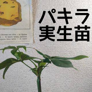 【第四種無料】パキラ 実生苗C 2号ポット ミニサイズ 観葉植物 育てやすい(その他)