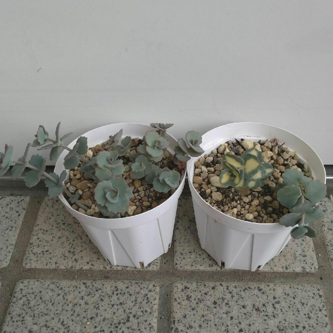 多肉植物 ミセバヤ2鉢 ハンドメイドのフラワー/ガーデン(その他)の商品写真