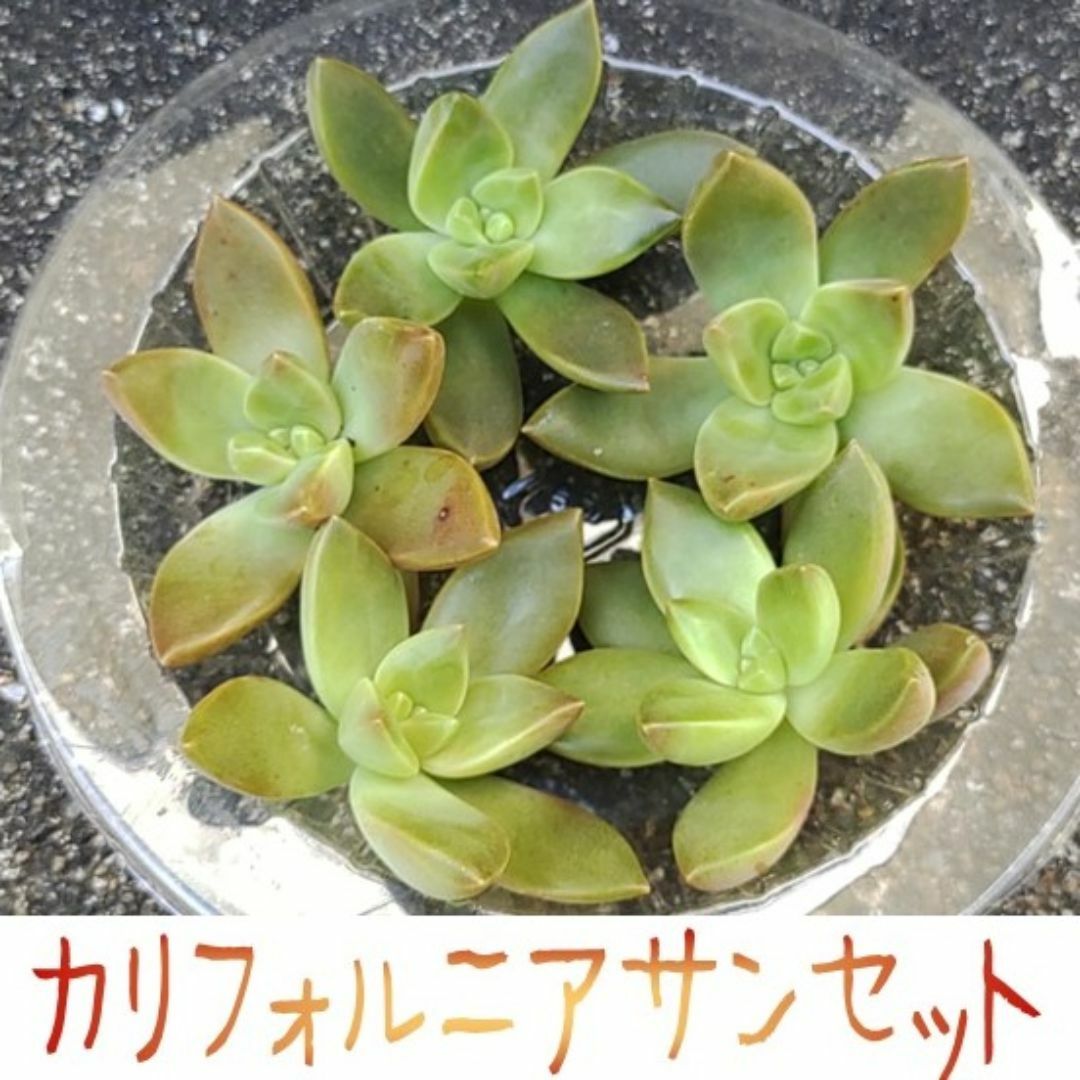 カリフォルニアサンセット カット苗5個 多肉植物寄せ植え グラプトセダム ハンドメイドのフラワー/ガーデン(その他)の商品写真