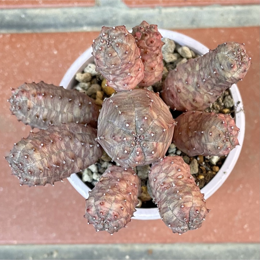 Euphorbia Obesablow ハンドメイドのフラワー/ガーデン(その他)の商品写真