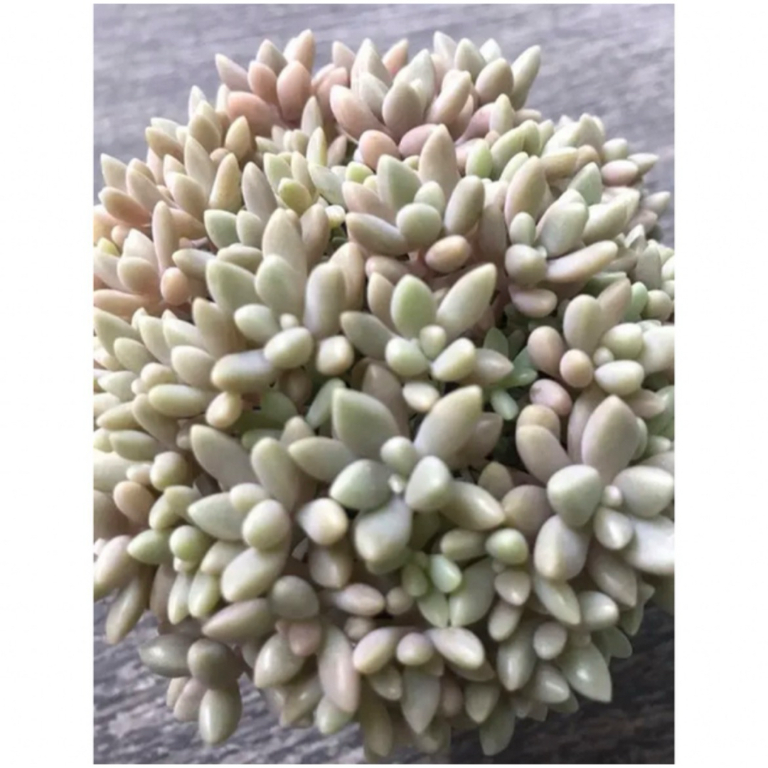 多肉植物 姫秋麗 姫秀麗 カット苗 20カット ハンドメイドのフラワー/ガーデン(その他)の商品写真