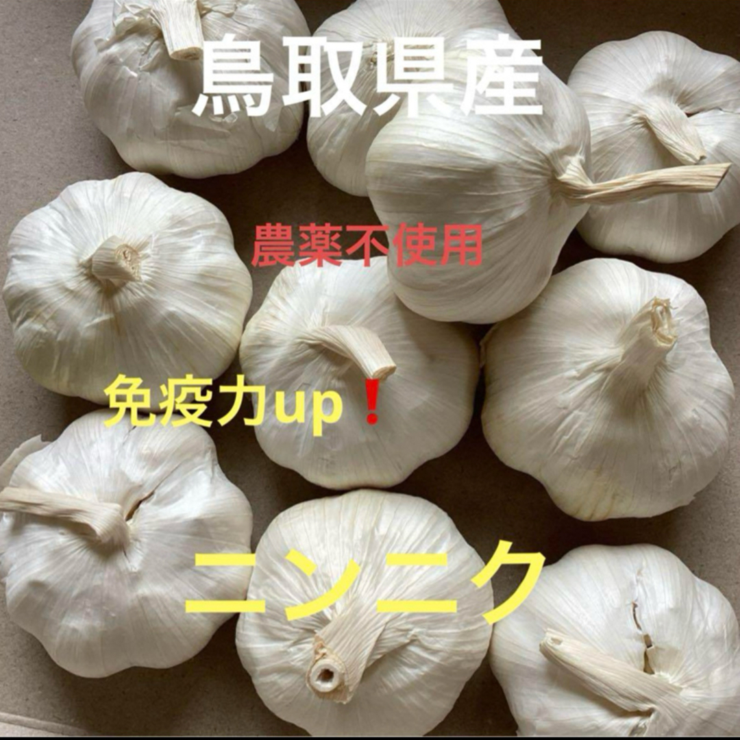 鳥取県産 農薬不使用 ニンニク 食品/飲料/酒の食品(野菜)の商品写真