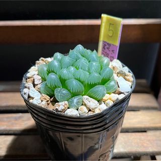 原種ハオルチア　truncata  JDV s.n. Bolo 苗　多肉植物(その他)