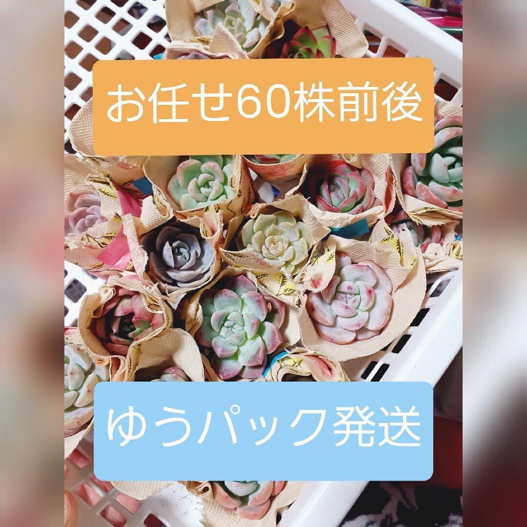 専用出品です。 ハンドメイドのフラワー/ガーデン(その他)の商品写真