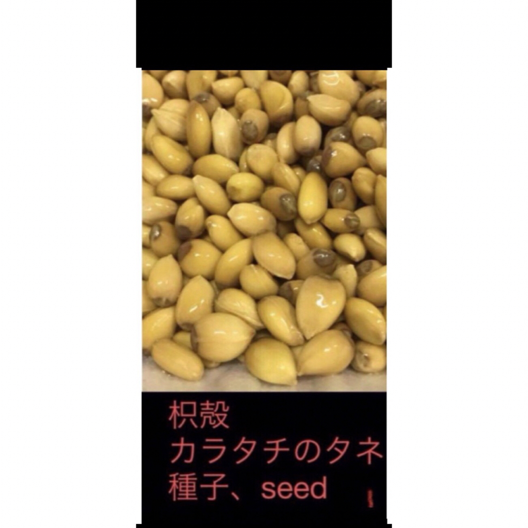接木、垣根、害獣防止、岐阜県産、 無消毒、枳殻、カラタチの種子、seed10粒 ハンドメイドのフラワー/ガーデン(プランター)の商品写真